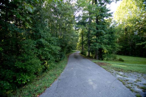 Dogwood Trail with Surrounding Trees